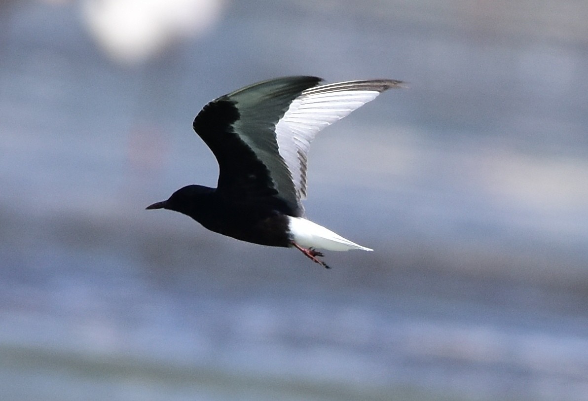 White-winged Tern - TheNatureTrust (GroupAccount)