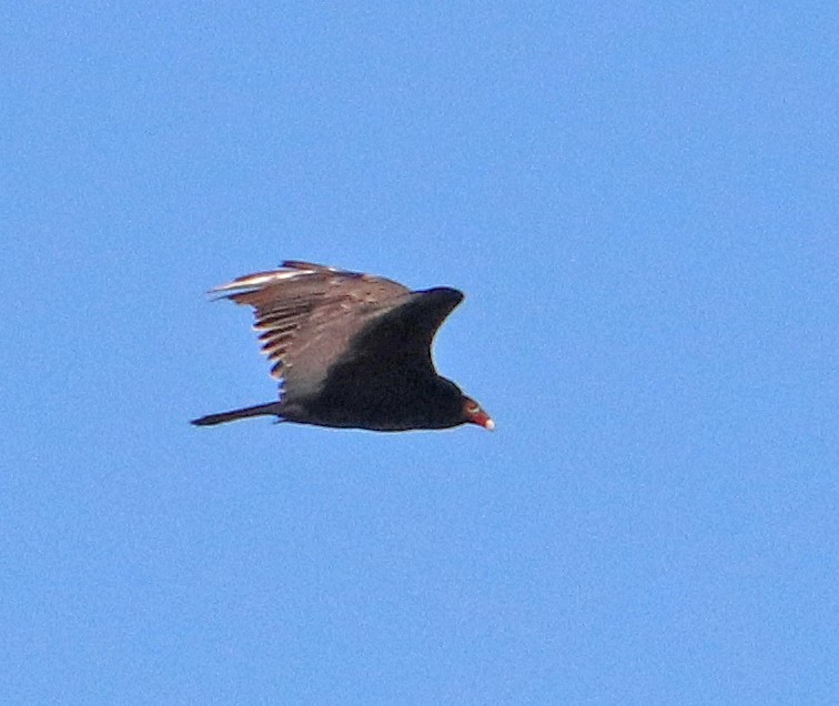 Turkey Vulture - ML568669441