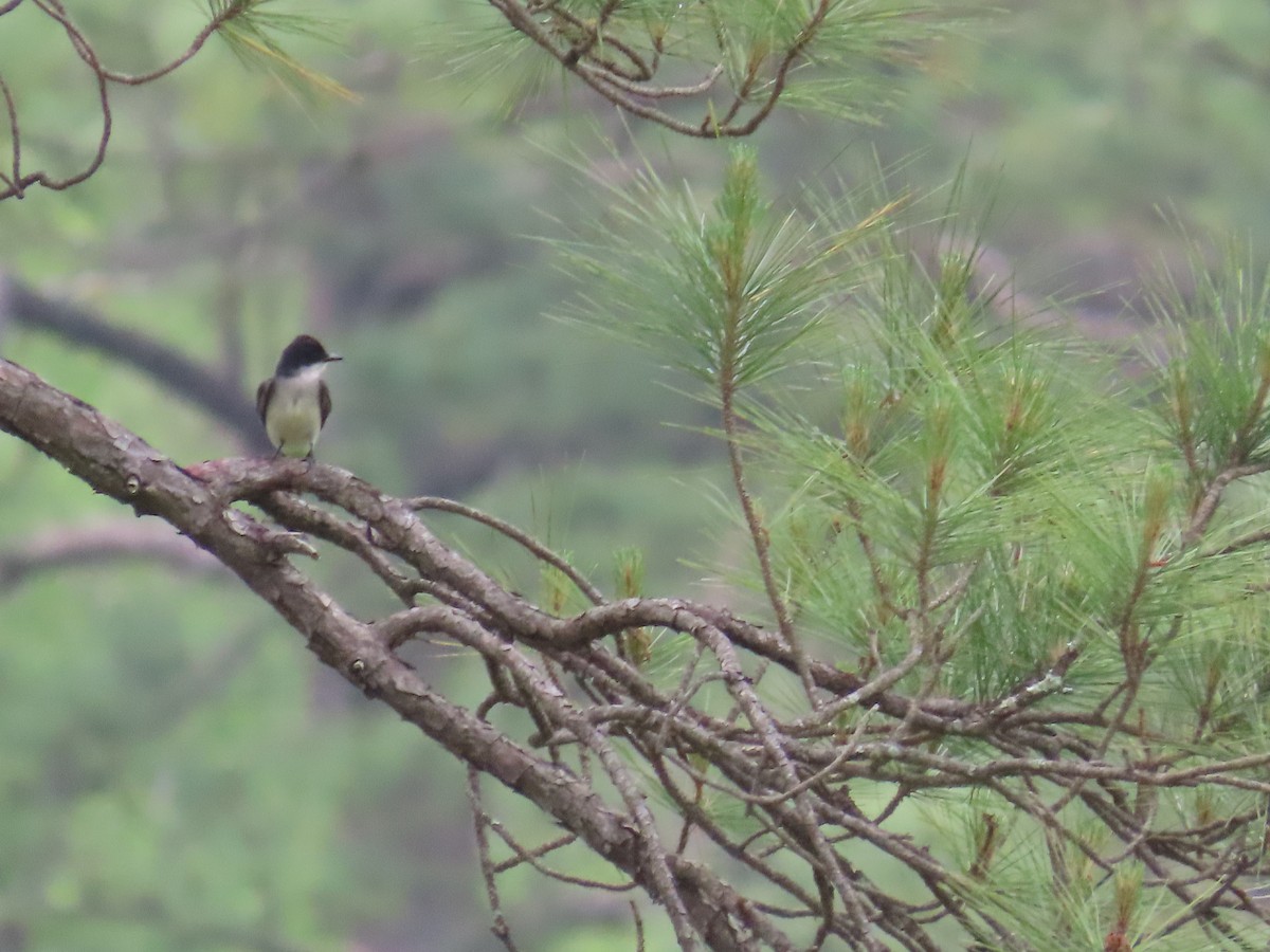 Eastern Wood-Pewee - ML568669461