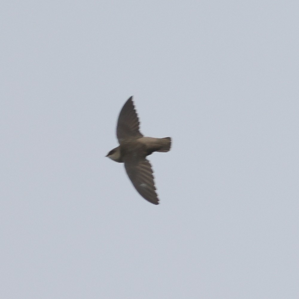 Vaux's Swift (Vaux's) - ML568670161