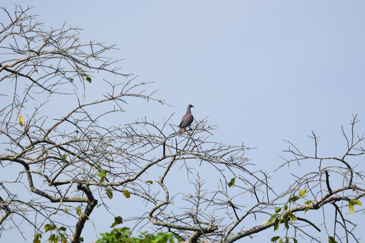 Pale-vented Pigeon - ML568670721