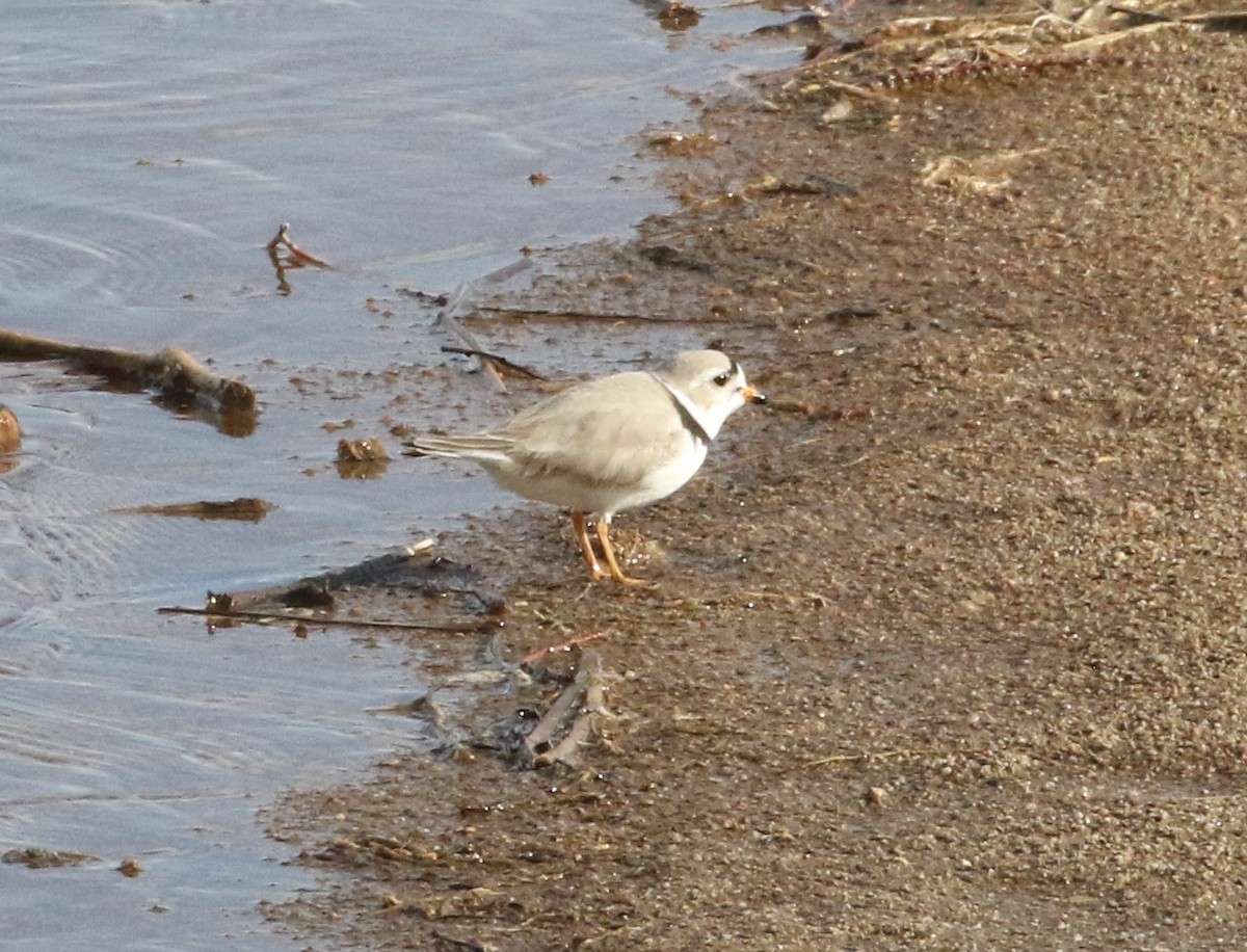 Piping Plover - ML568671251