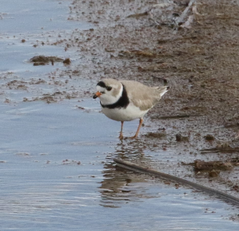 Piping Plover - ML568671281