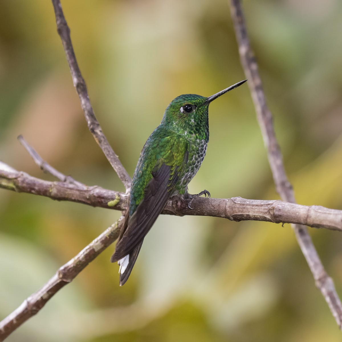 Rufous-vented Whitetip - Peter Hawrylyshyn