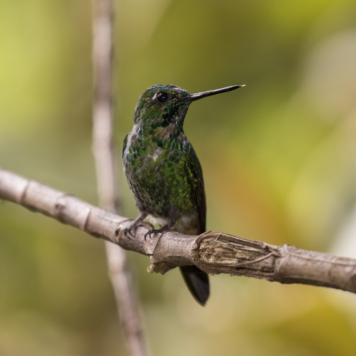 Colibrí Puntiblanco Oriental - ML56867211