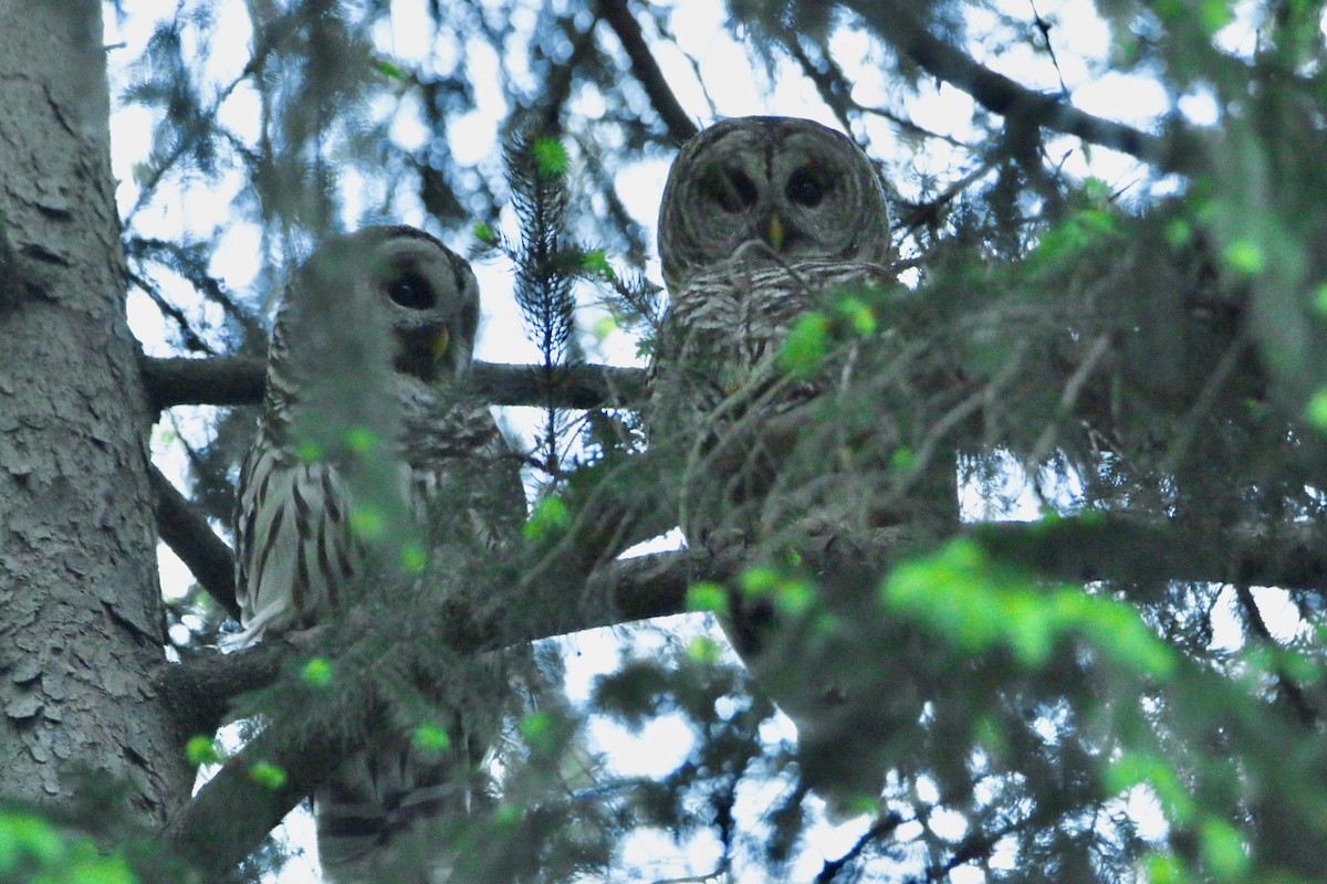 Barred Owl - ML568672651