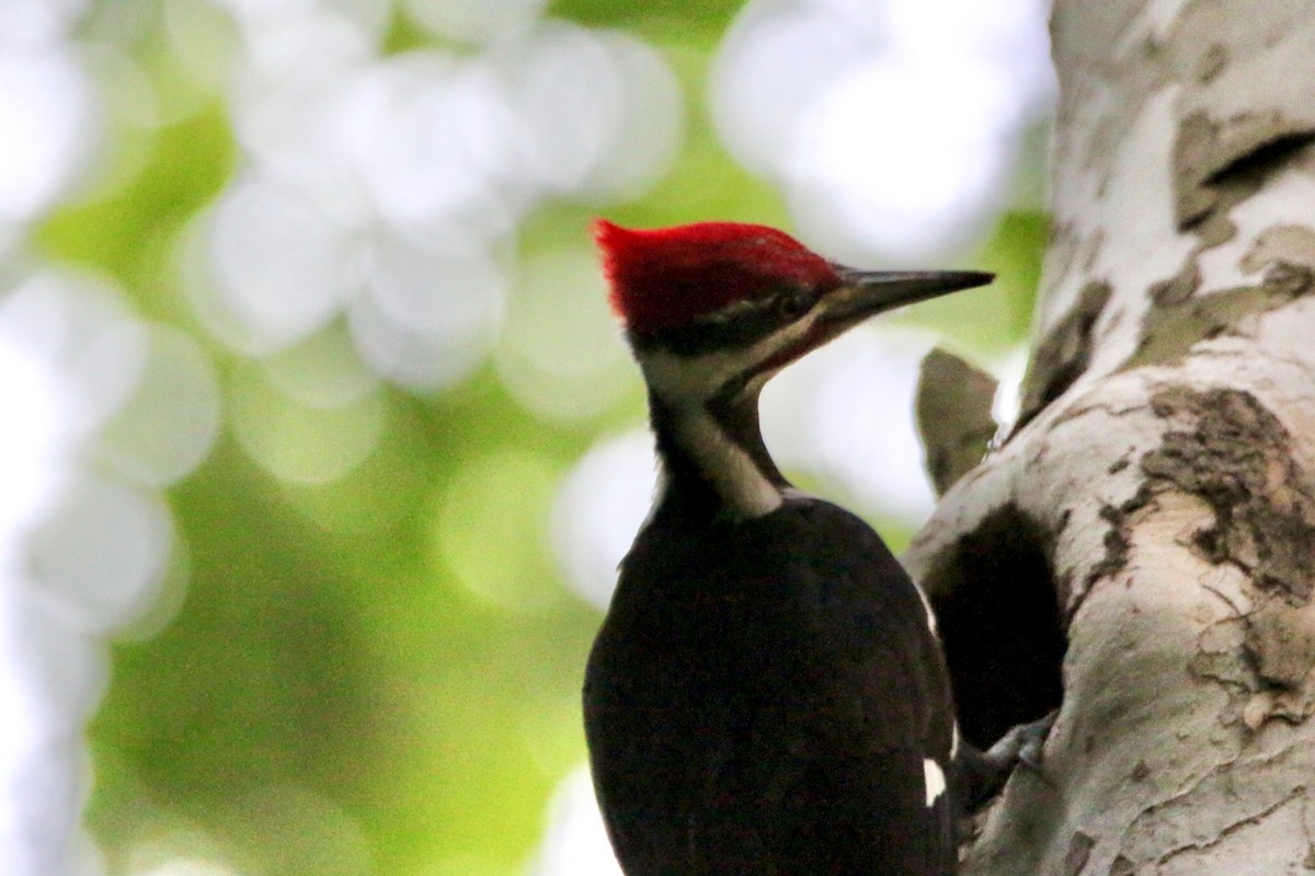 Pileated Woodpecker - ML568673031