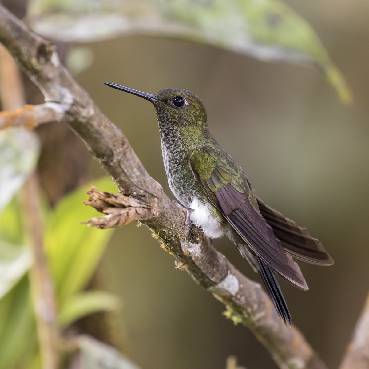 Greenish Puffleg - ML56867461