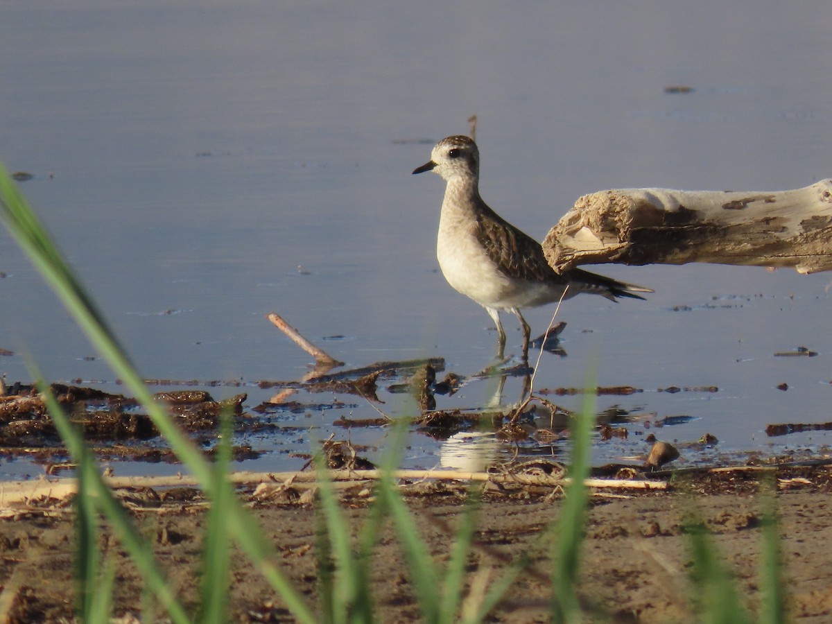 American Golden-Plover - ML568674631