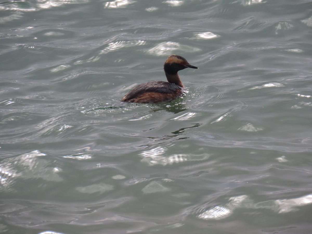 Horned Grebe - ML568675191