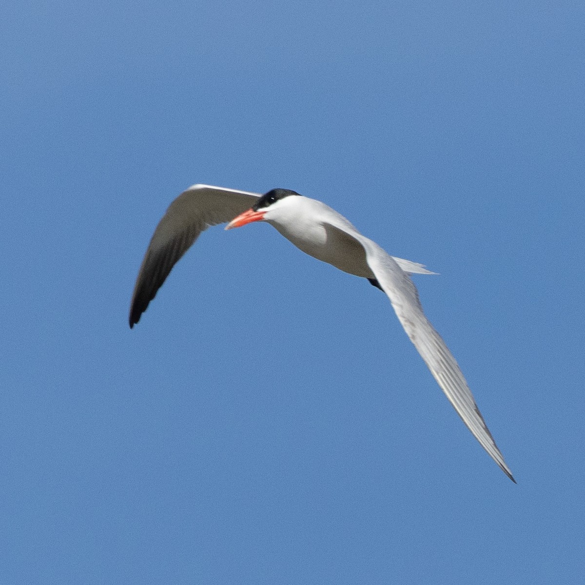 裏海燕鷗 - ML568675221