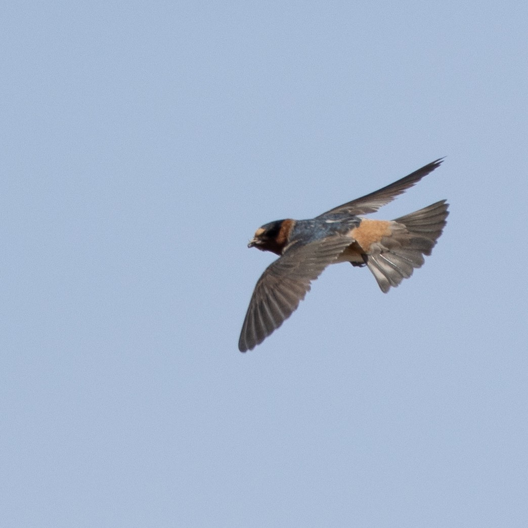 Cliff Swallow - ML568675371