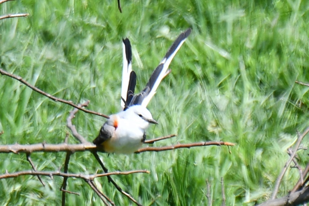 Scissor-tailed Flycatcher - ML568675571