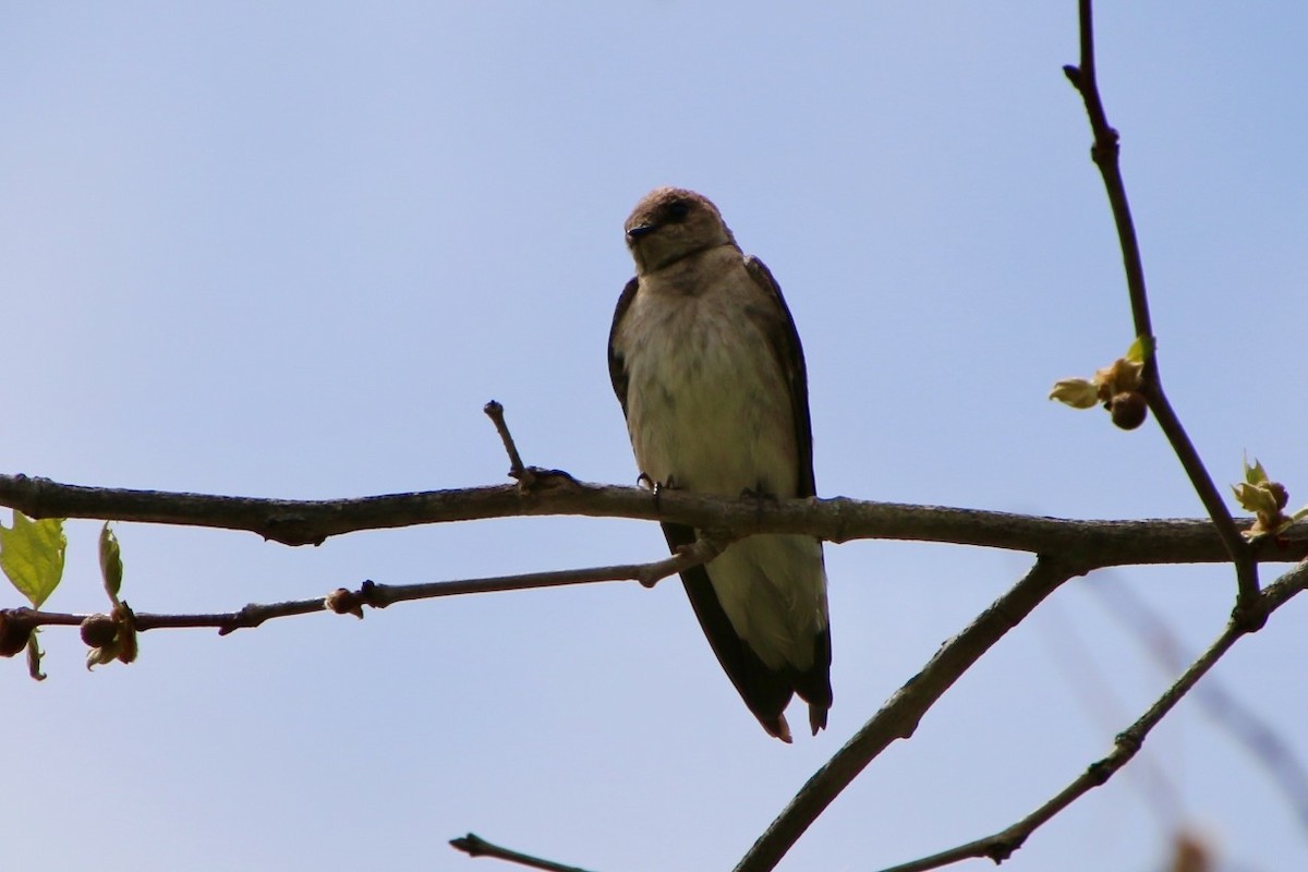 Northern Rough-winged Swallow - ML568677431