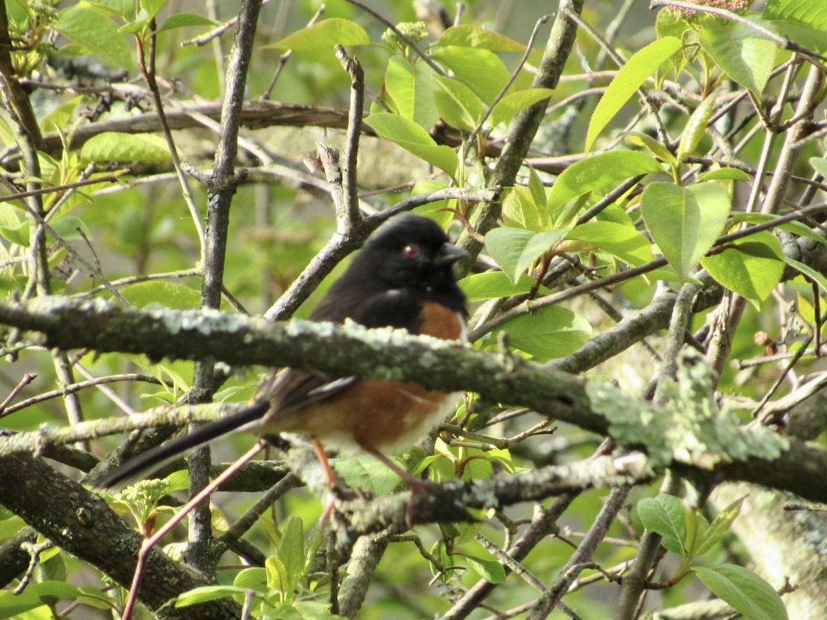 pipilo rudooký (ssp. erythrophthalmus/canaster) - ML568678231