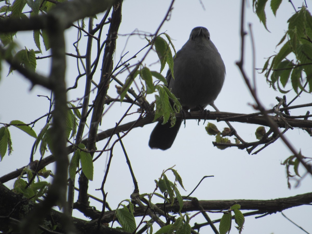 Gray Catbird - Mickey Ryan