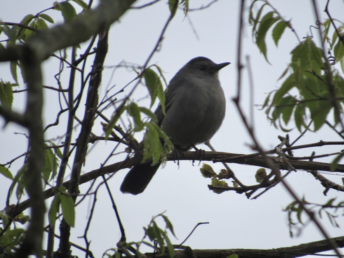 Gray Catbird - ML568678441