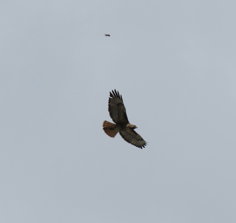 Red-tailed Hawk - ML568679691