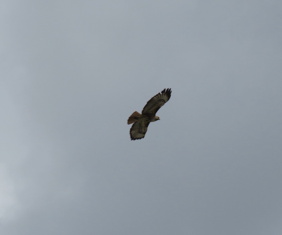 Red-tailed Hawk - ML568679701