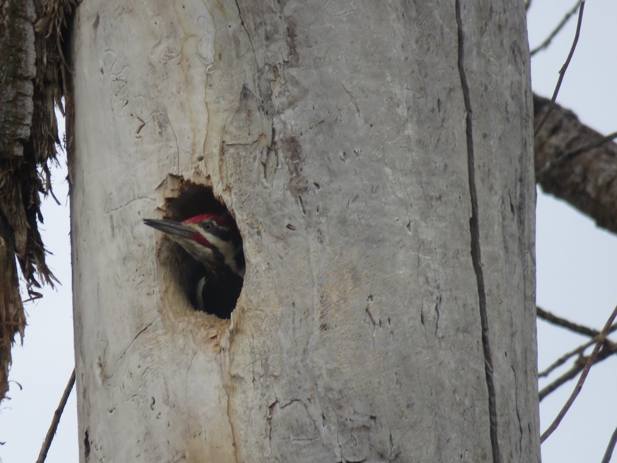 Pileated Woodpecker - Jamie Schultz