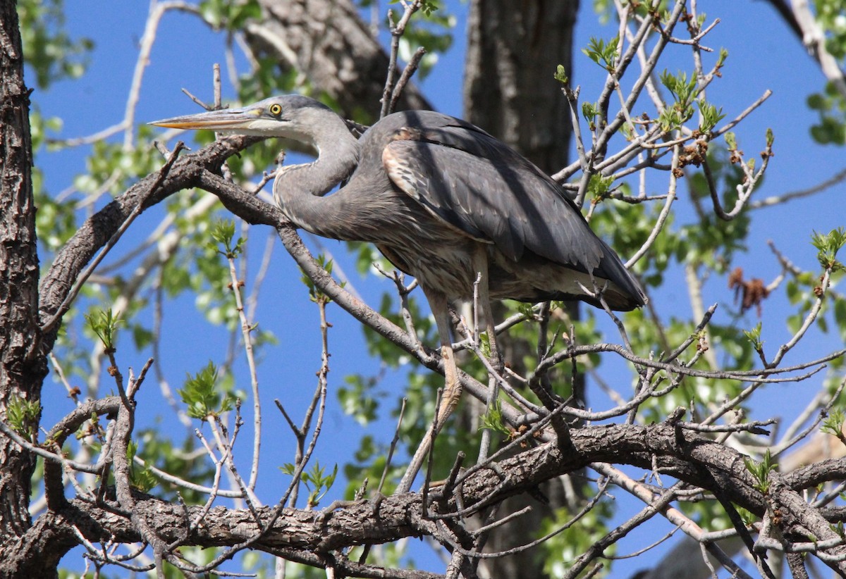 Garza Azulada - ML568680251