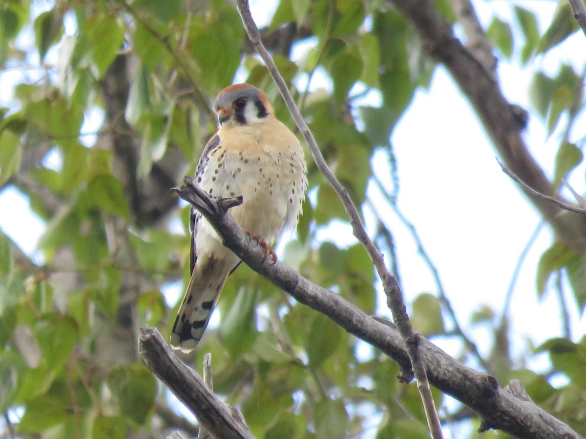 American Kestrel - ML568680461