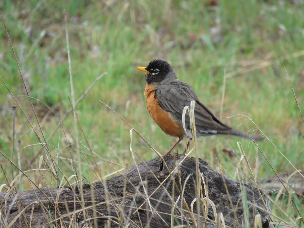 American Robin - ML568680971