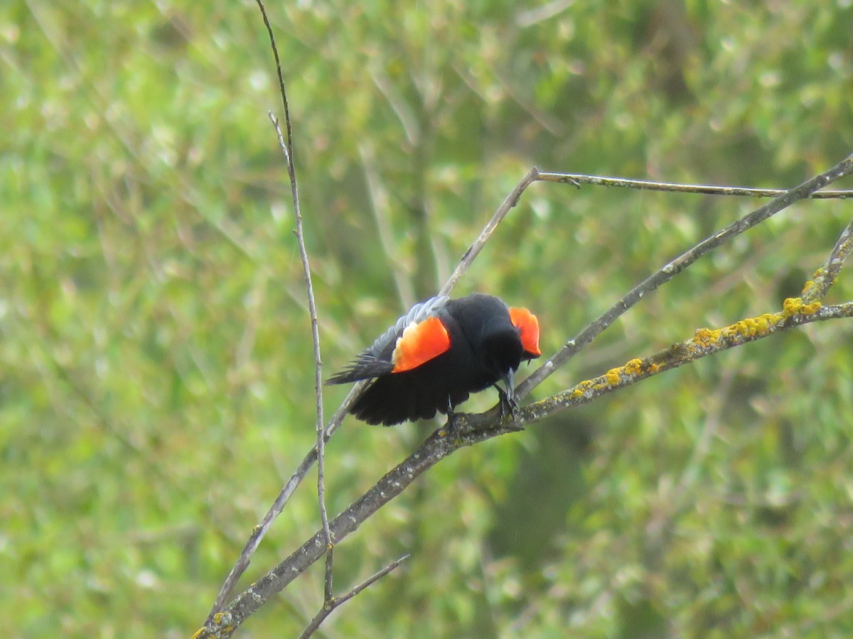 Red-winged Blackbird - ML568681251