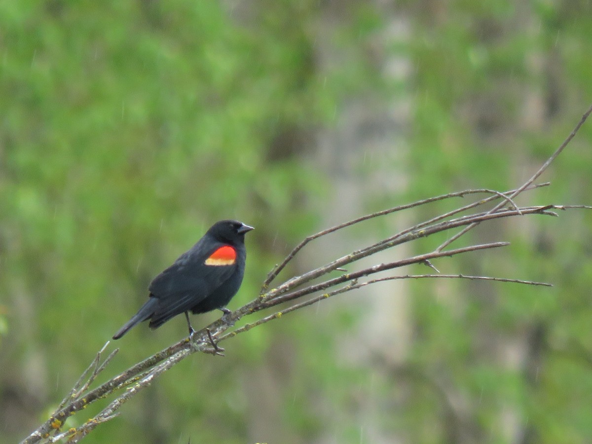 Red-winged Blackbird - ML568681261