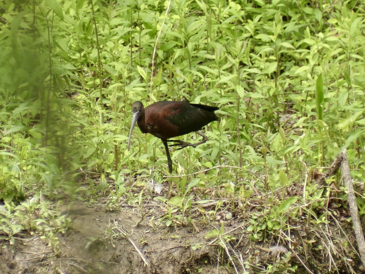 Glossy Ibis - ML568681551