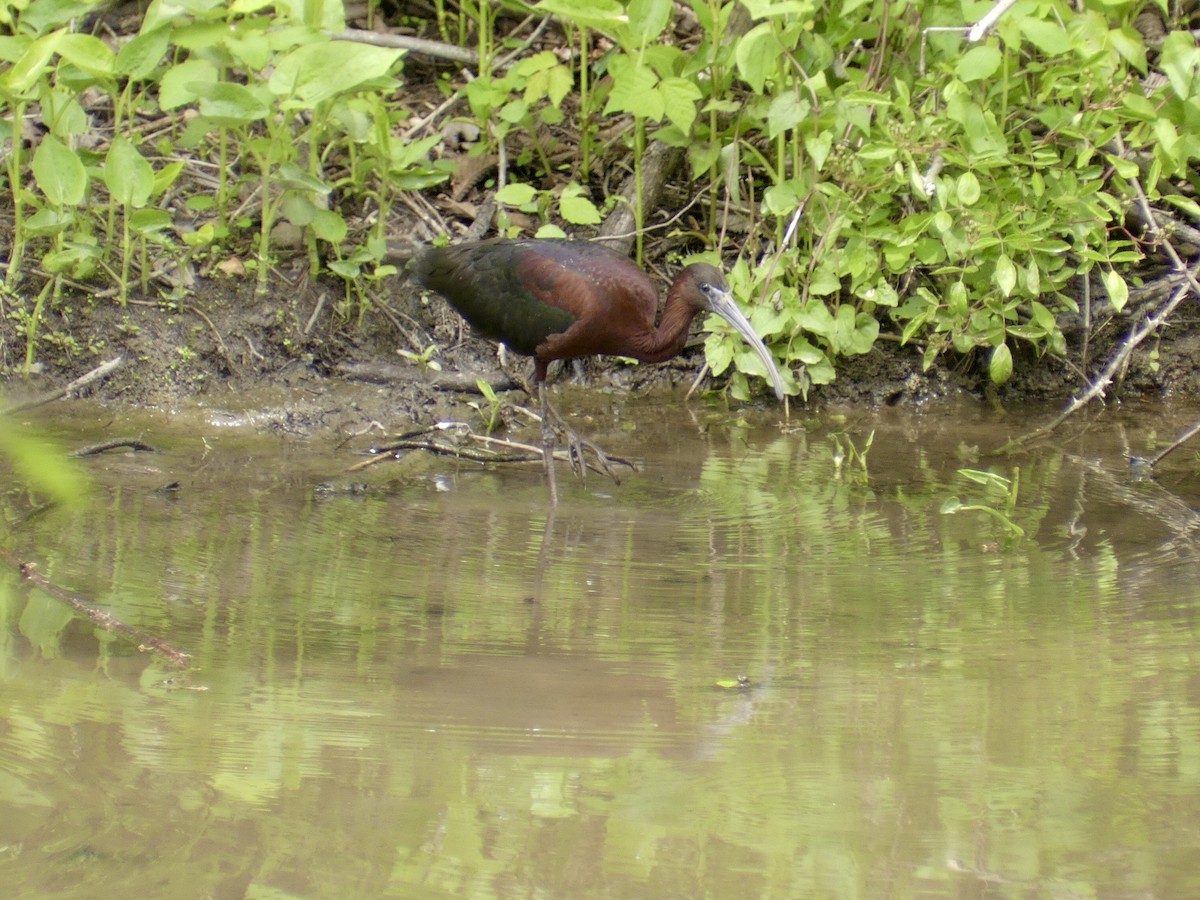 Glossy Ibis - ML568681561