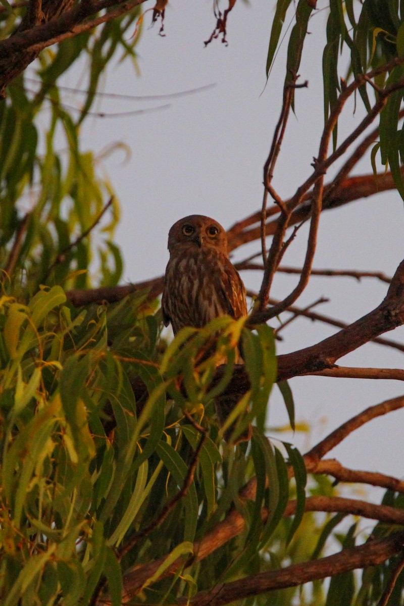 Barking Owl - Jesse Watson