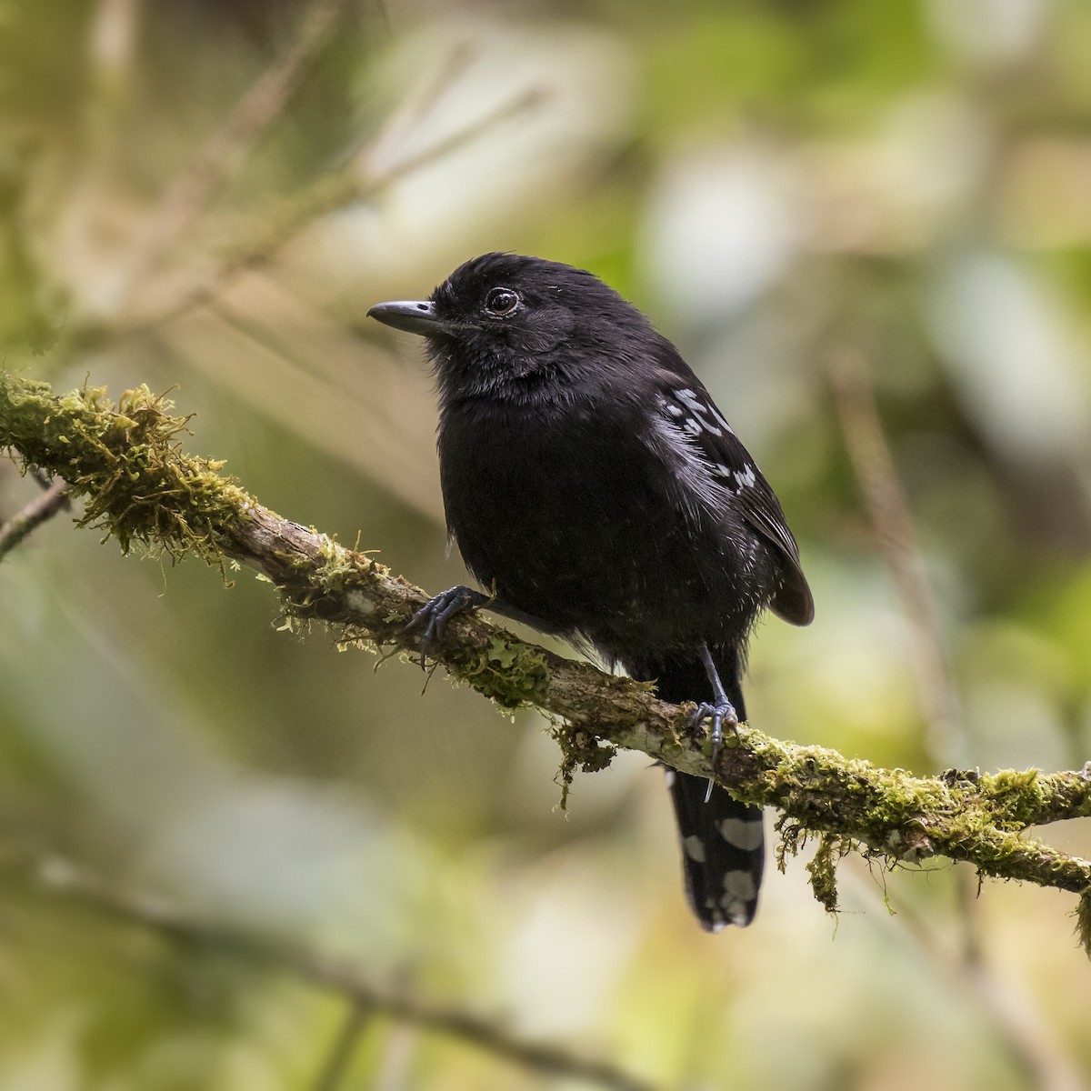 Variable Antshrike - Peter Hawrylyshyn