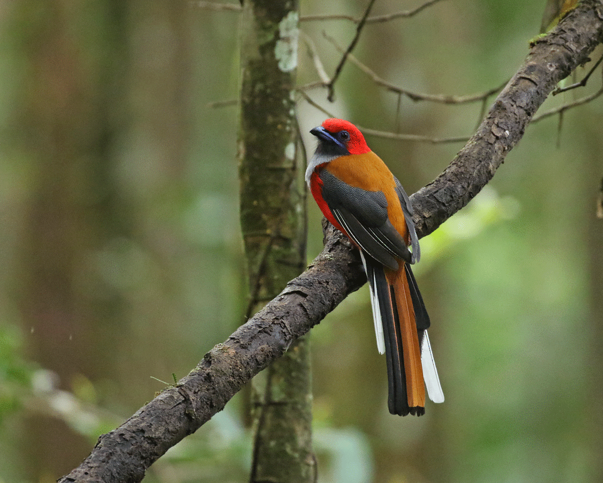 Whitehead's Trogon - ML56868301