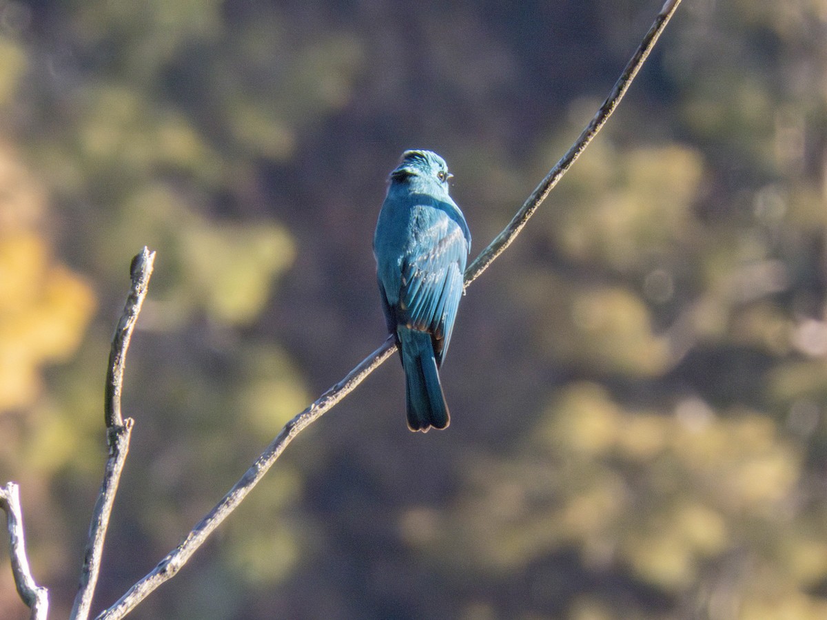 Verditer Flycatcher - ML568683841