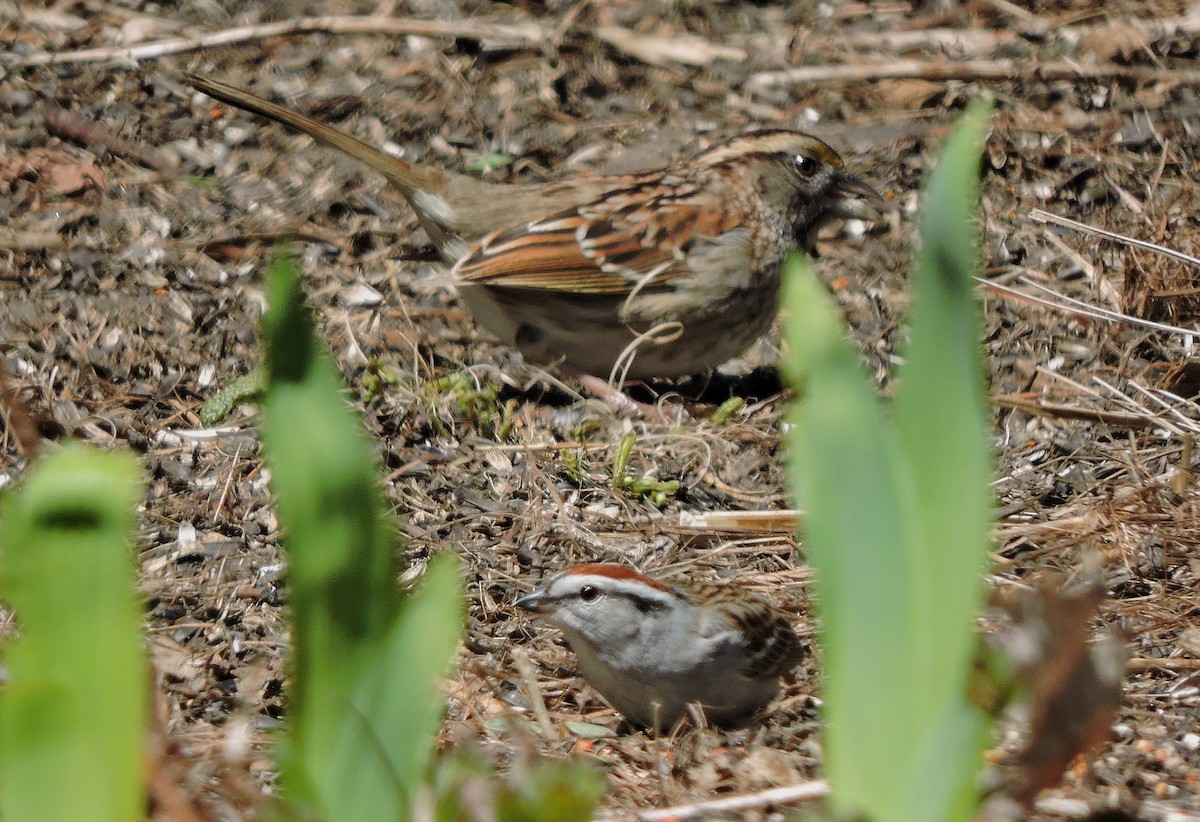 Chipping Sparrow - ML56868391