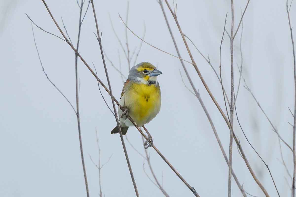 Dickcissel - ML568684551