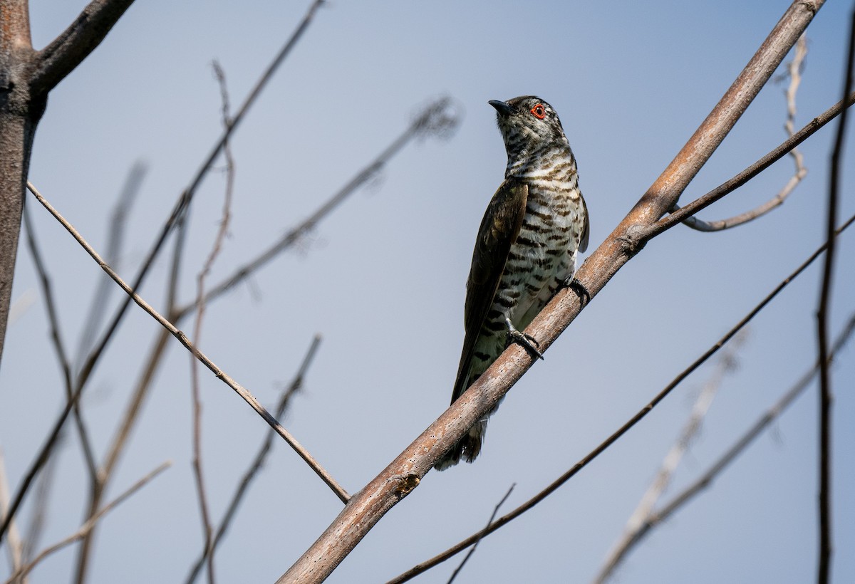 Little Bronze-Cuckoo (Little) - ML568684631