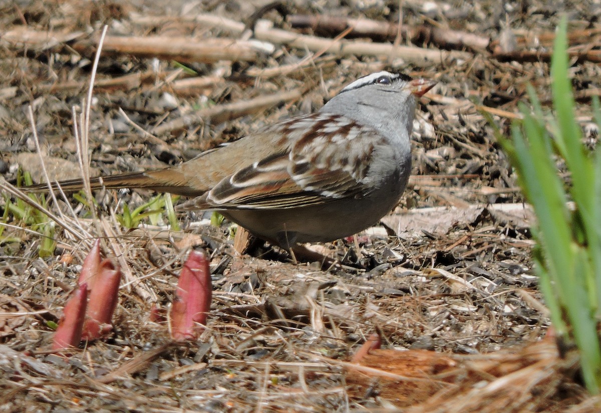 White-crowned Sparrow - ML56868491