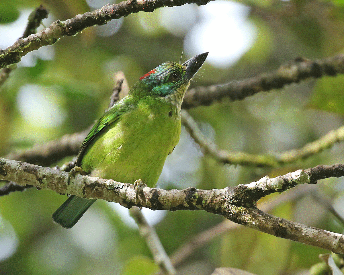 Mountain Barbet - Dave Bakewell
