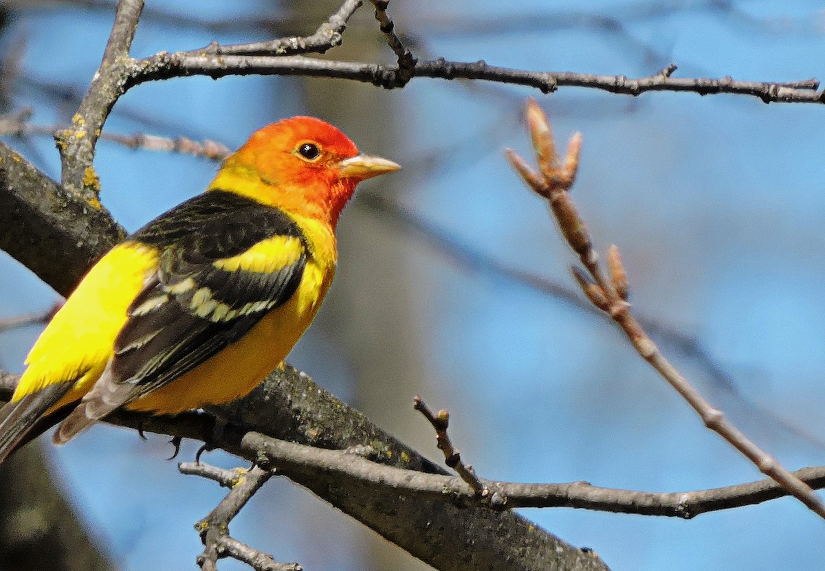 Western Tanager - ML56868681