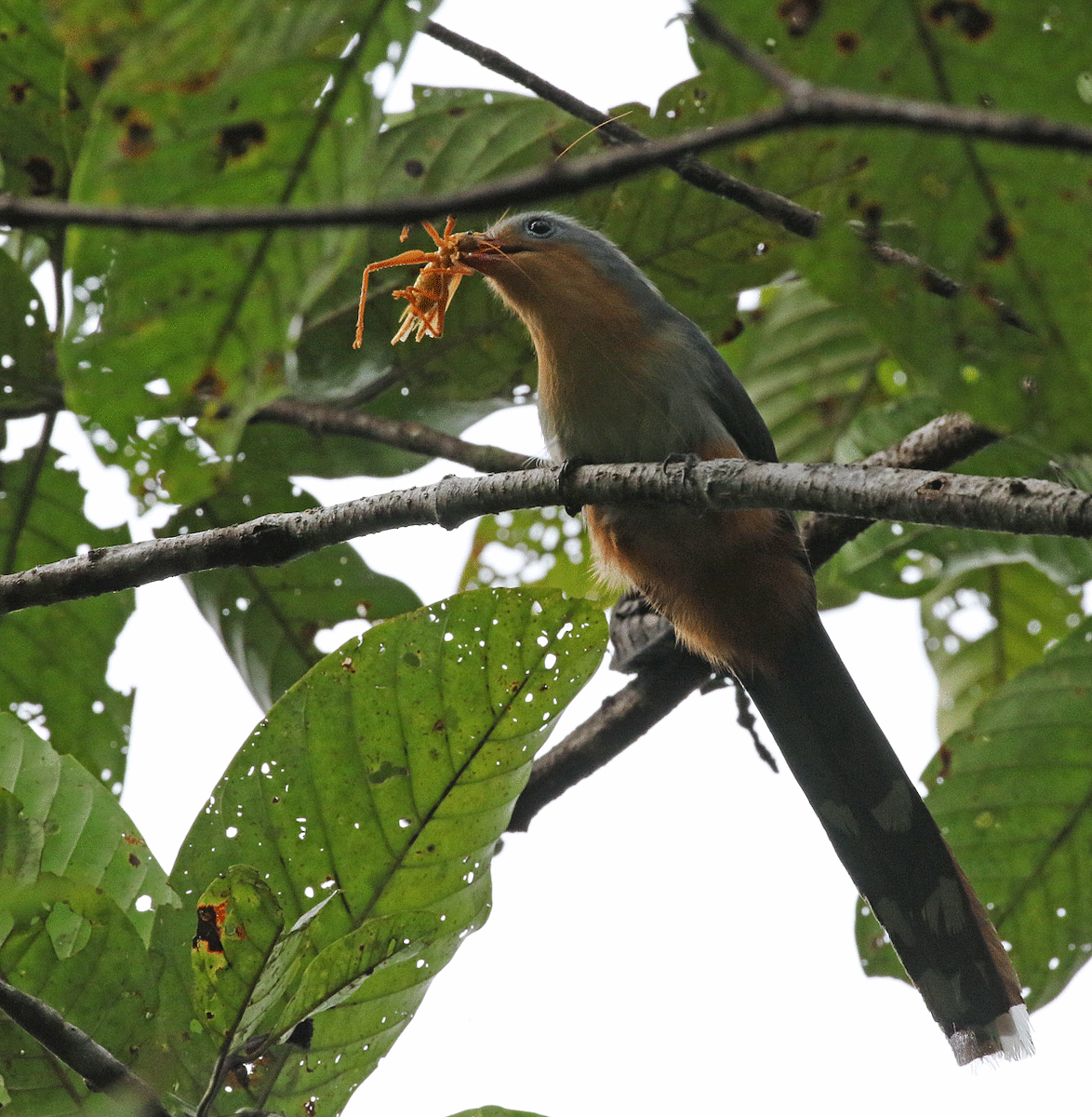 Red-billed Malkoha - ML56868731