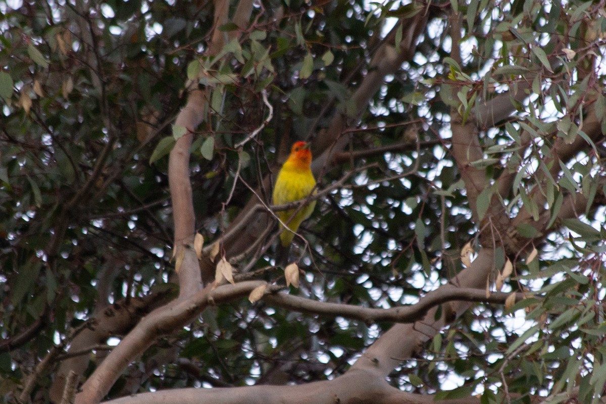 Western Tanager - ML568687311