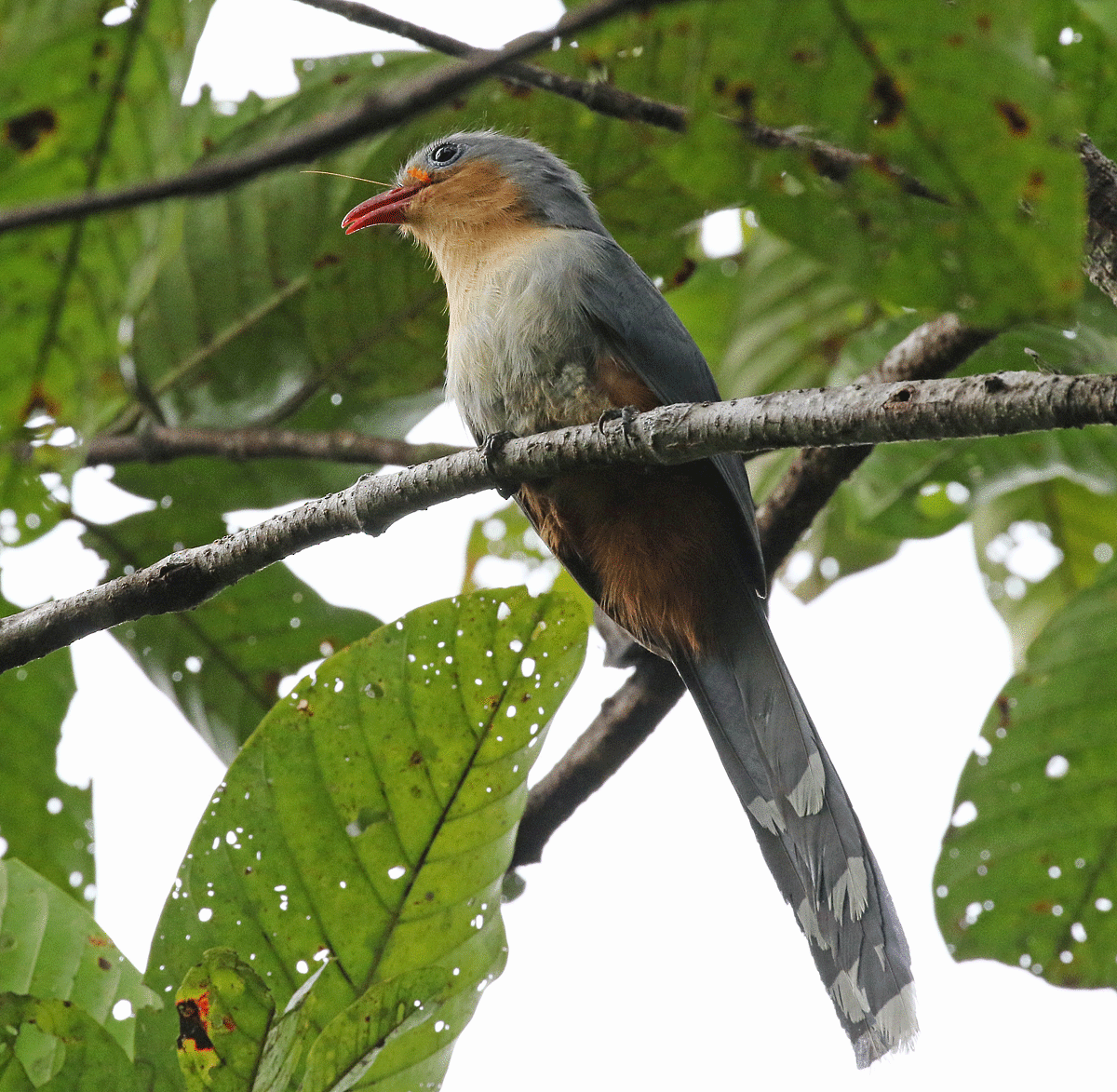 rødnebbmalkoha - ML56868741