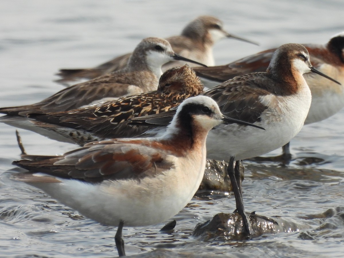 Wilson's Phalarope - ML568687541