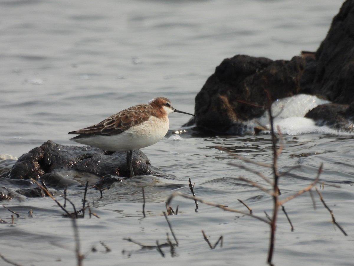 Wilson's Phalarope - ML568687561