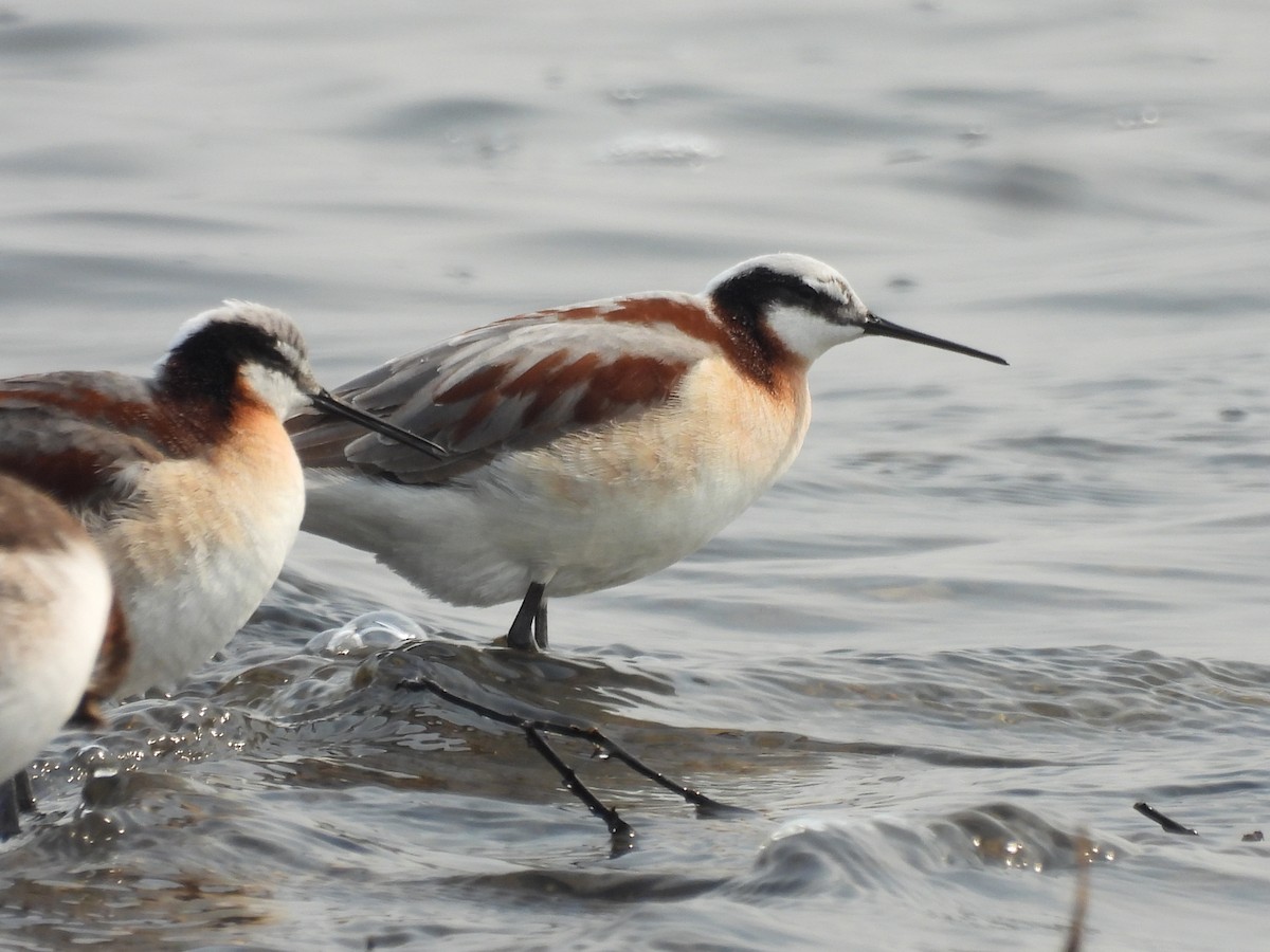 Wilson's Phalarope - ML568687581