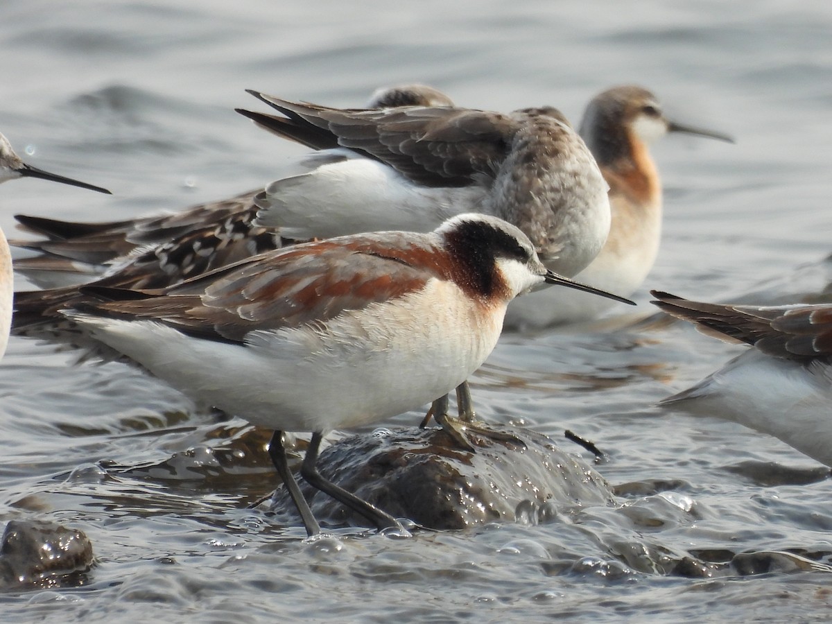 Wilson's Phalarope - ML568687591