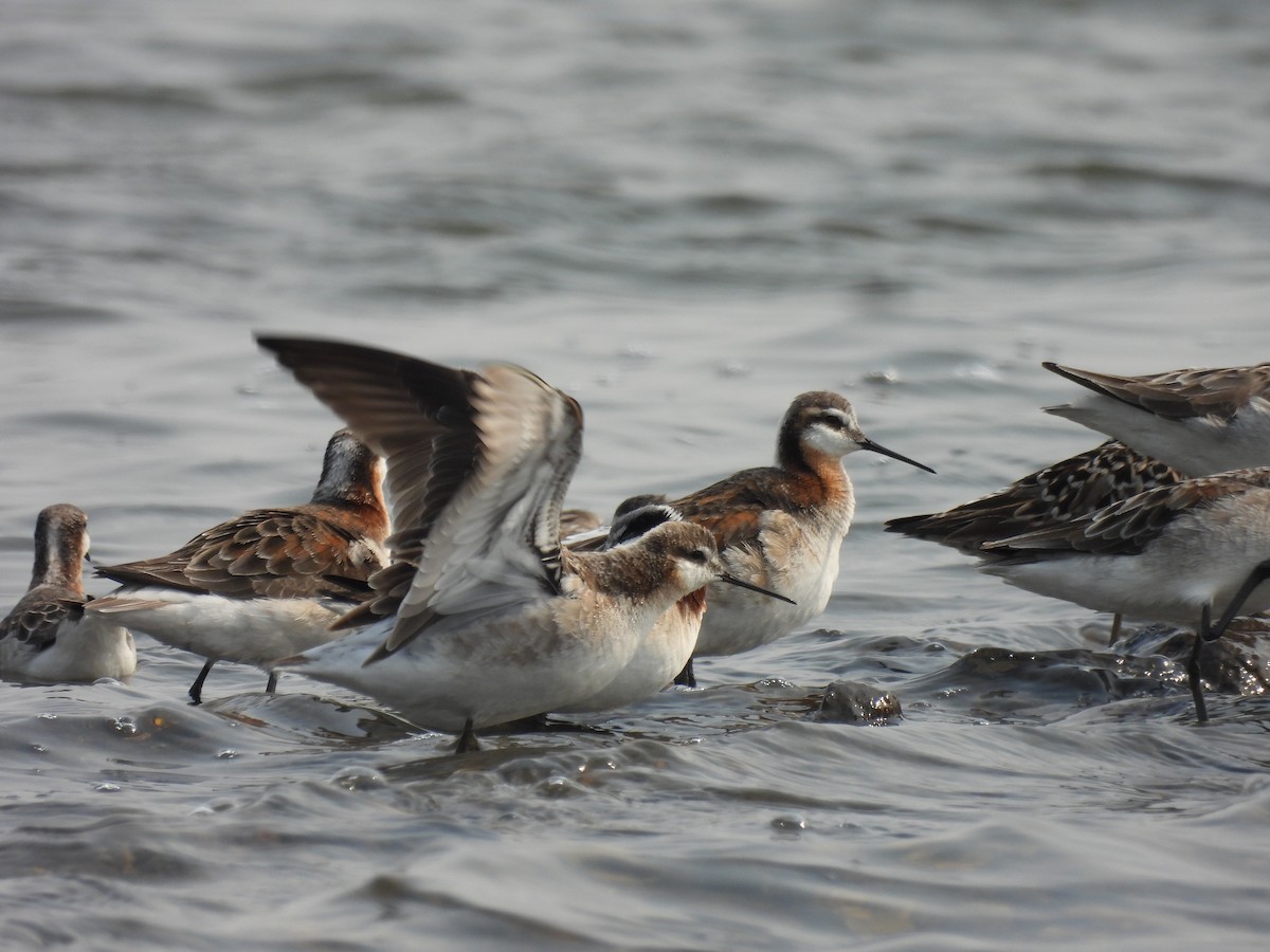 Wilson's Phalarope - ML568687601