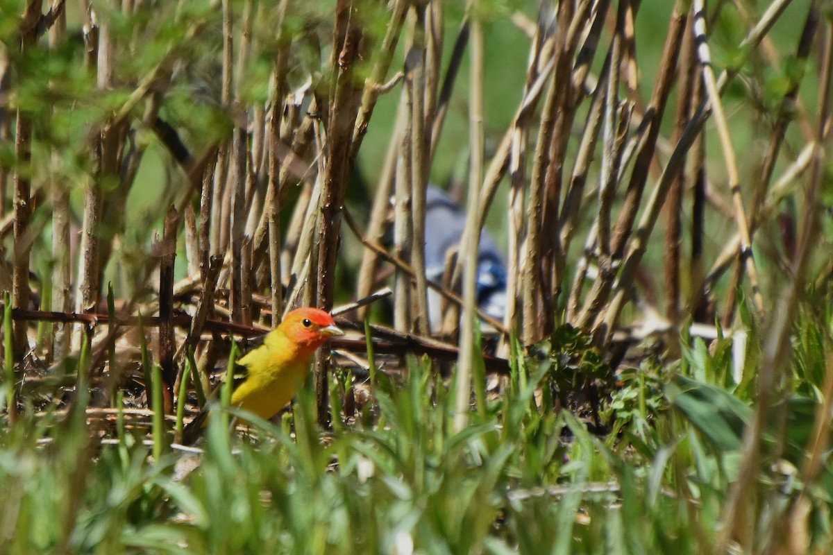 Western Tanager - ML56868761